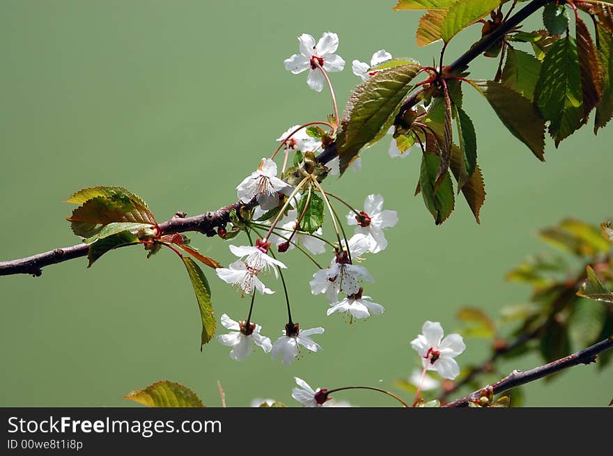 White spring blossoms against green background. White spring blossoms against green background