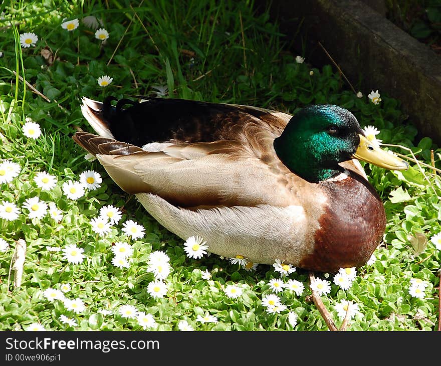 Mallard duck sitting in field of flowers. Mallard duck sitting in field of flowers