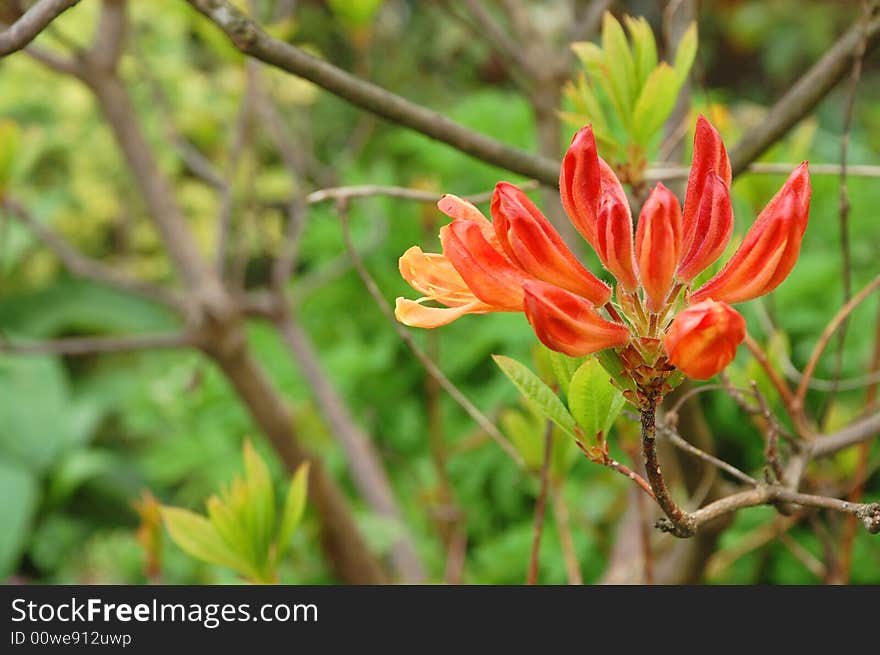 Flower with orange petals in early spring. Flower with orange petals in early spring