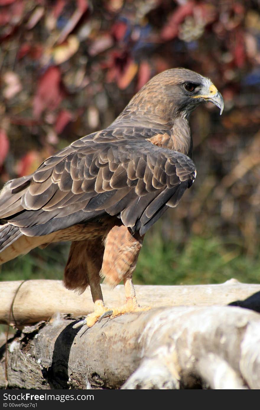 Beautiful hawk posing on tree, Calgary, Alberta. Beautiful hawk posing on tree, Calgary, Alberta