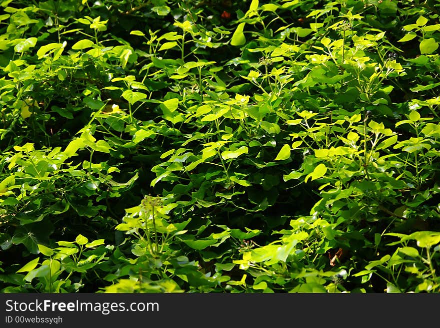 Abundance of leaves