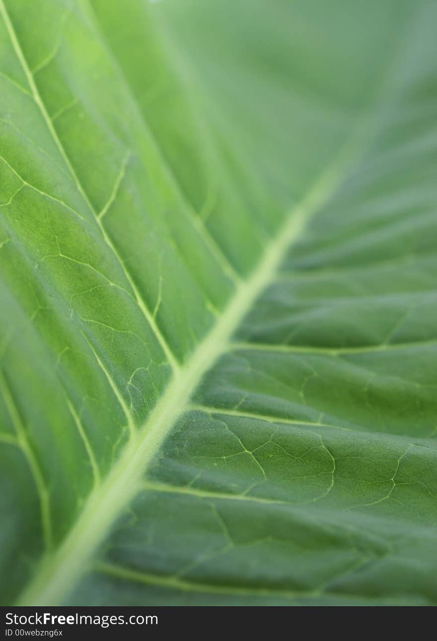 A macro of green leaf up close. A macro of green leaf up close