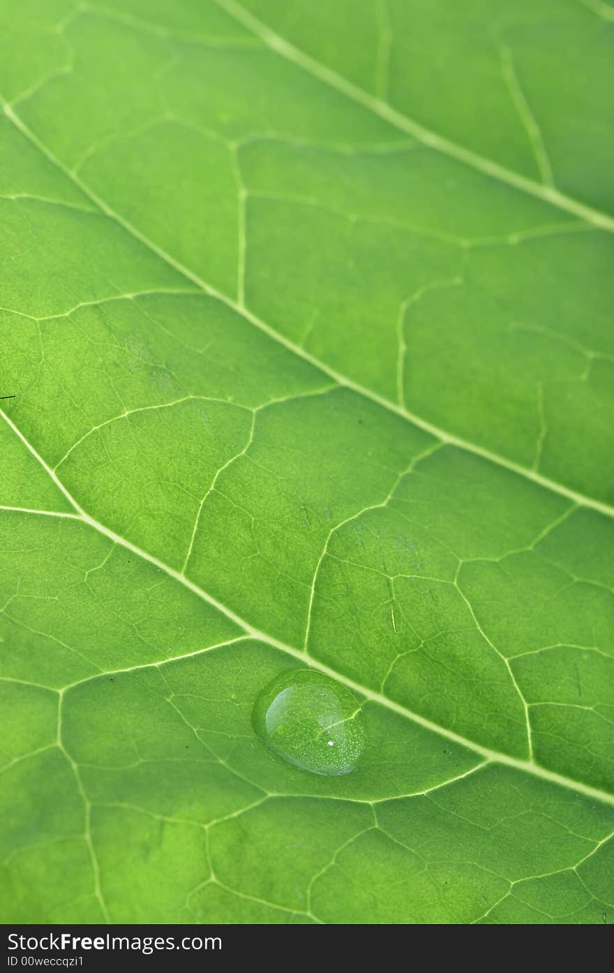 A macro of water drop on green leaf. A macro of water drop on green leaf