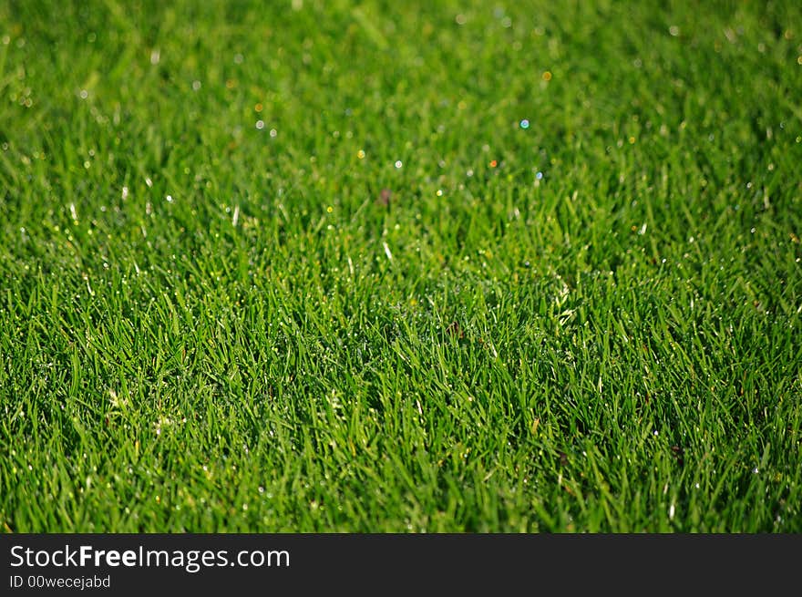 Spring grass with dew 1