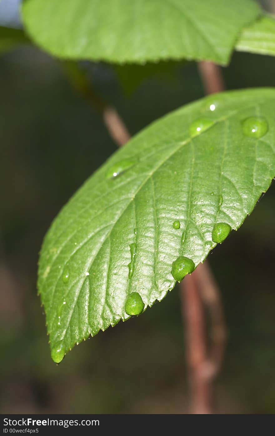 A macro of water drop on green leaf. A macro of water drop on green leaf