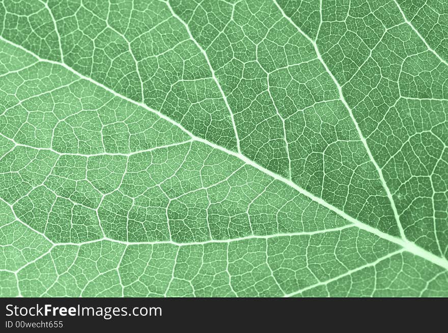 A macro of green leaf up close