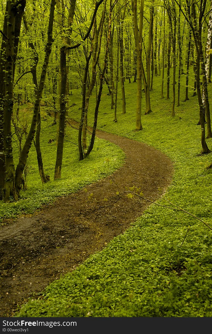 Path in spring green forest. Path in spring green forest