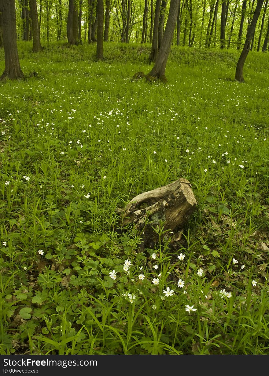 Fresh green forest with white blossoms in foreground. Fresh green forest with white blossoms in foreground