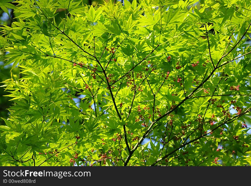 Young leaves in the morning sun. Young leaves in the morning sun