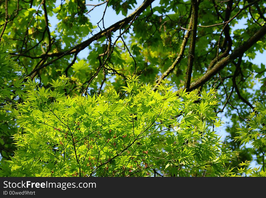 Young leaves in the morning sun. Young leaves in the morning sun