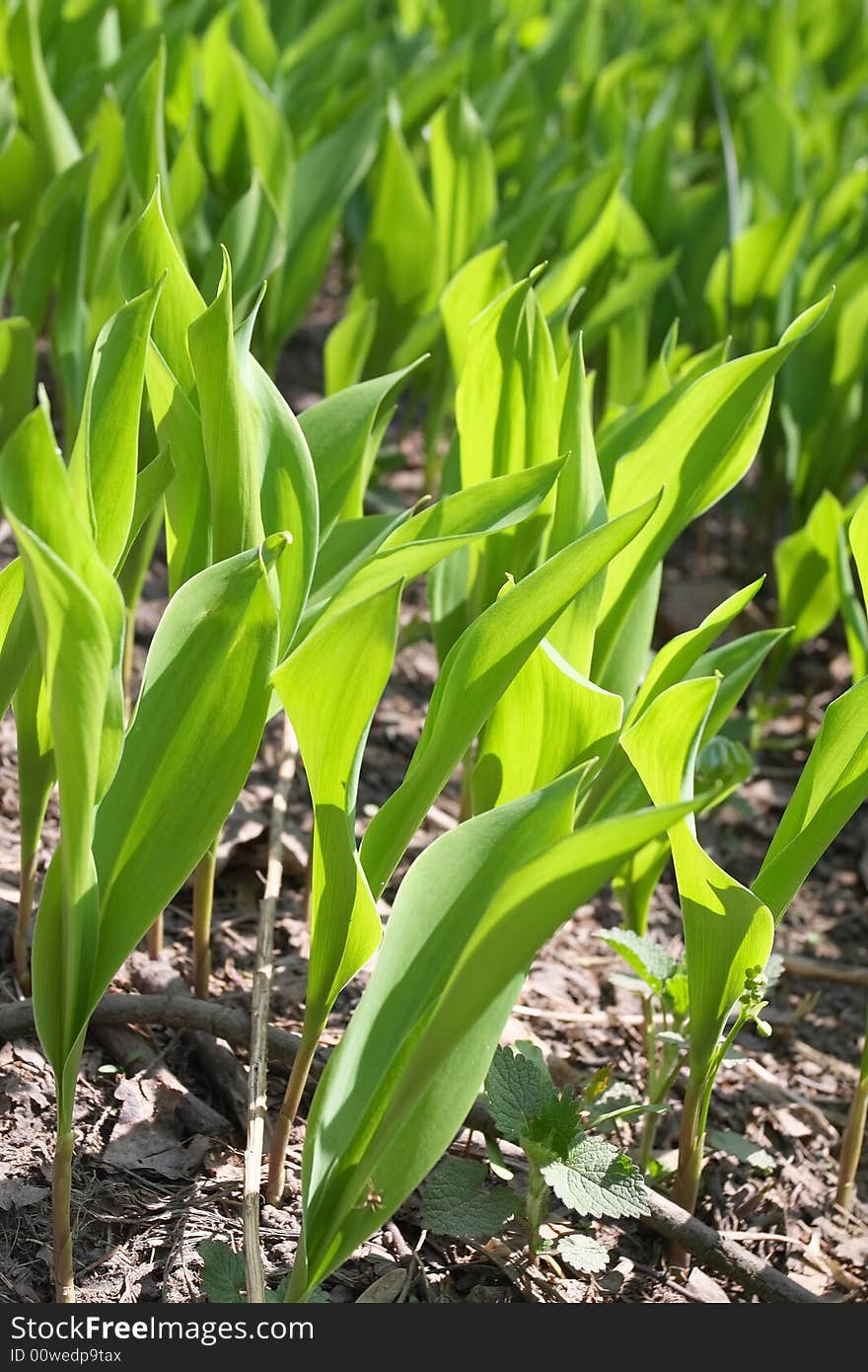 Green spring grass in evening beams of the sun. Green spring grass in evening beams of the sun