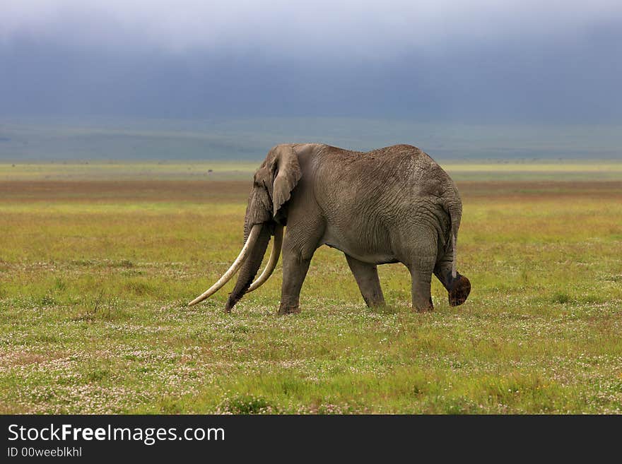 Elephant with huge tusk in Ngorongoro crater Tanzania. Elephant with huge tusk in Ngorongoro crater Tanzania