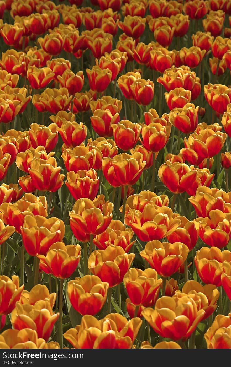 Tulip field in vertical arrangement, shot from above, in Spring