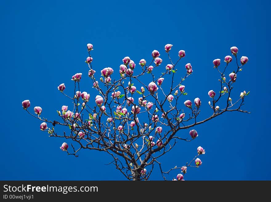 Pink magnolia tree