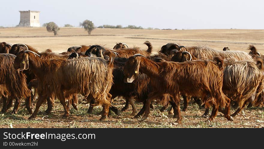 A landscape fiield with goats in front. A landscape fiield with goats in front