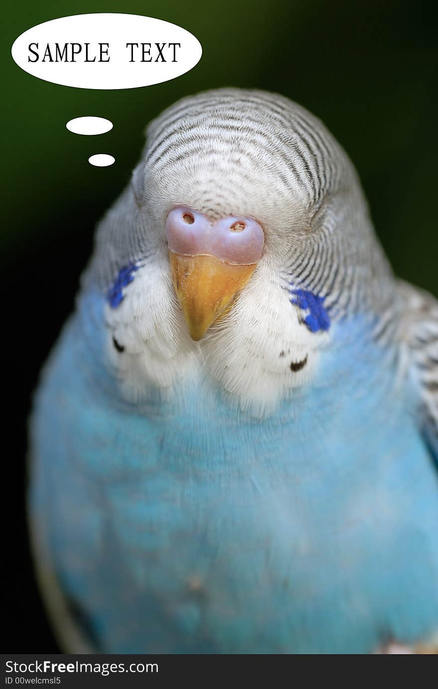 Thinking Parrot