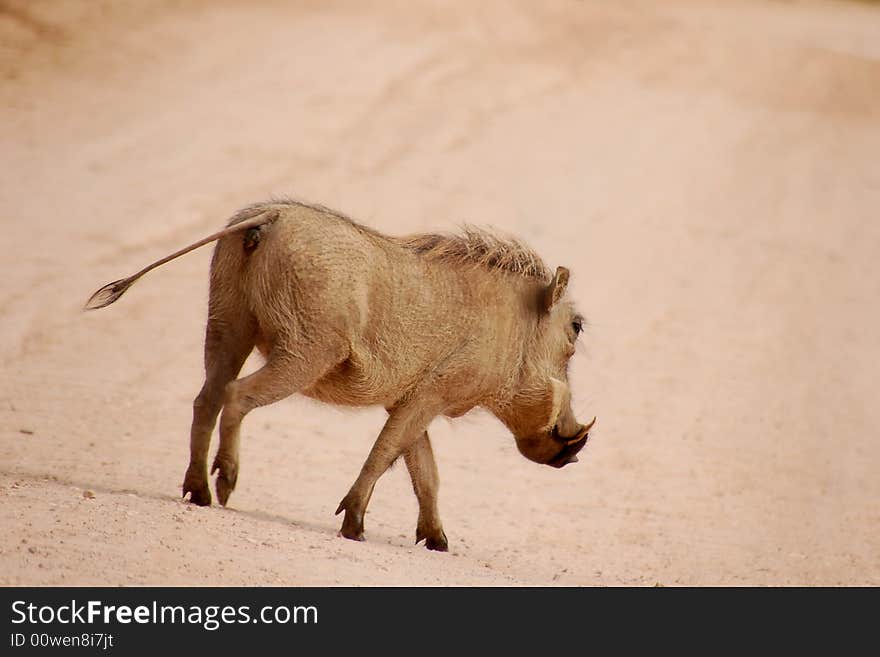 Aardvark crossing over dirt road. Aardvark crossing over dirt road