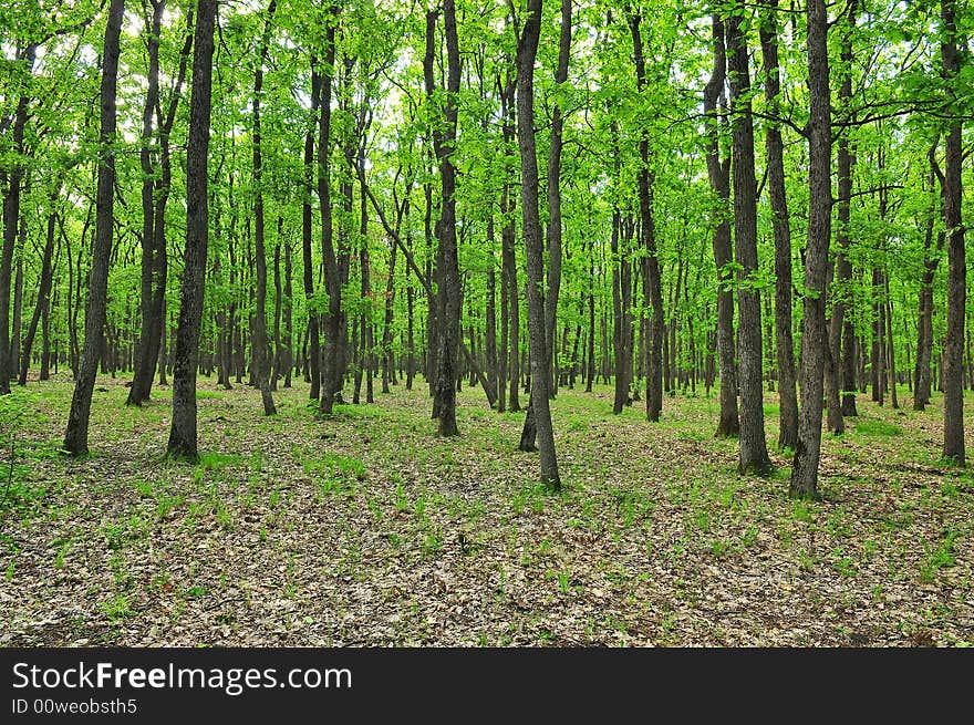 Spring forest