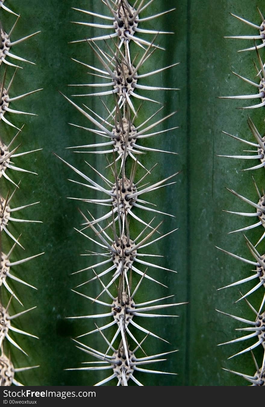 Cactus