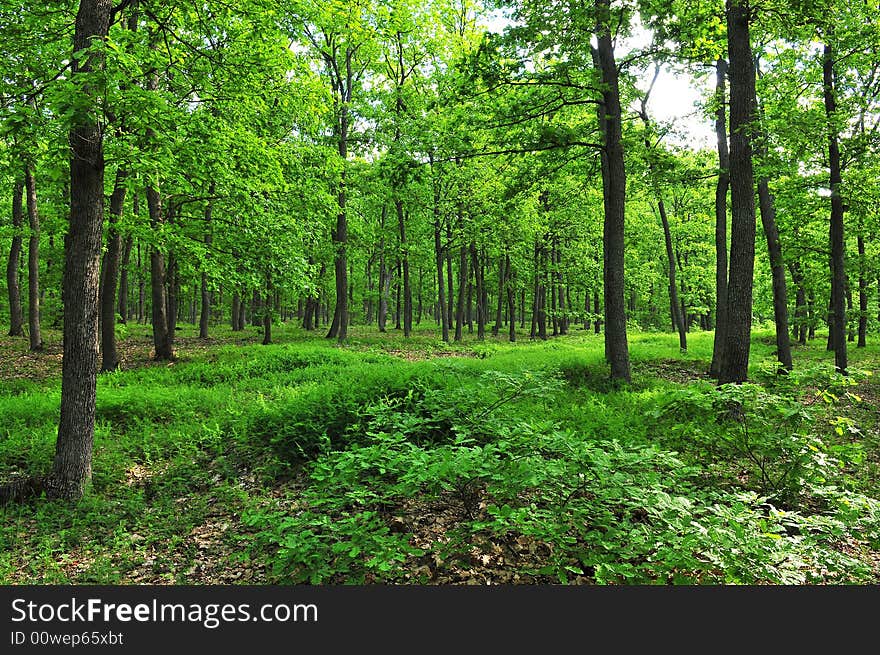 First fresh leaves of springtime on the trees. First fresh leaves of springtime on the trees