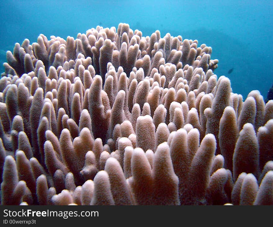 Fingers corals