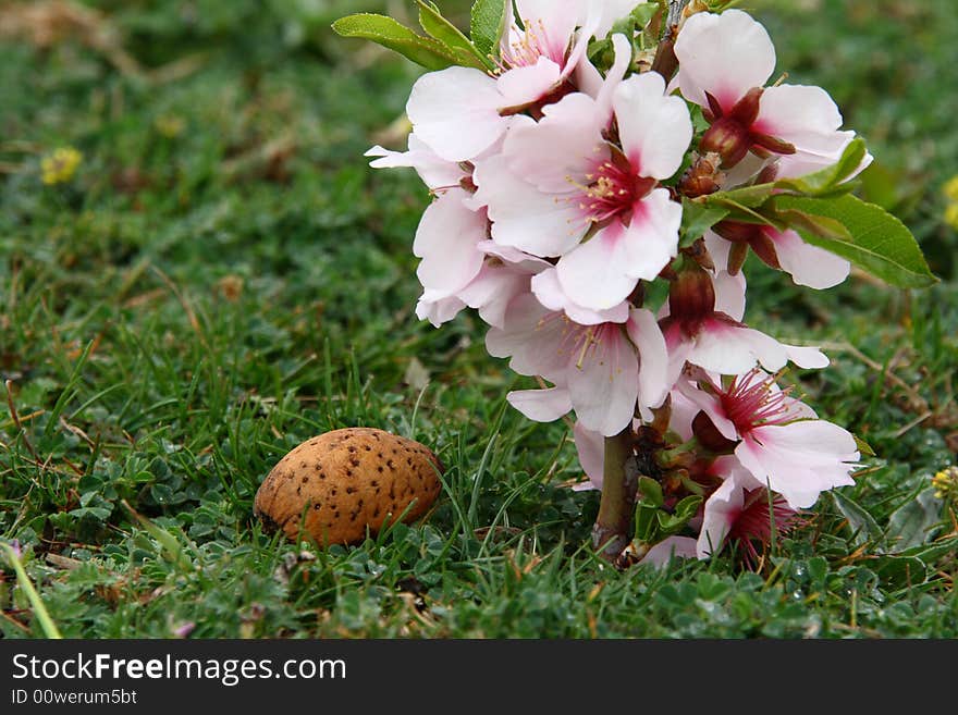 Almond flowers with nuts