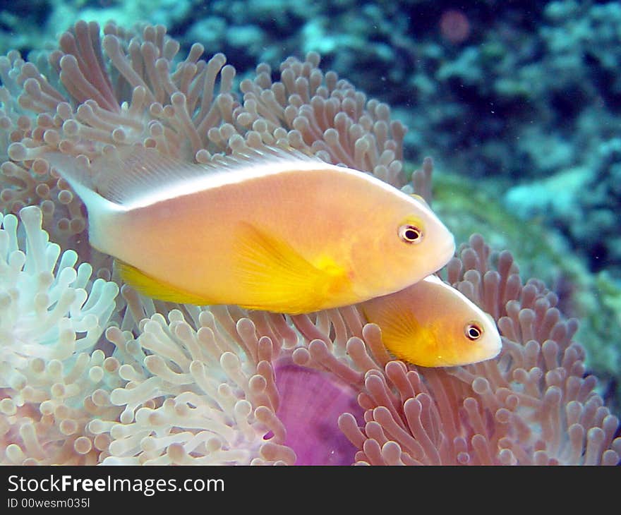 Shunk anemonefish andaman sea with heteractis. Shunk anemonefish andaman sea with heteractis