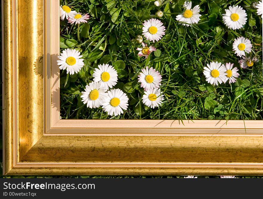 Daisies in gold frame