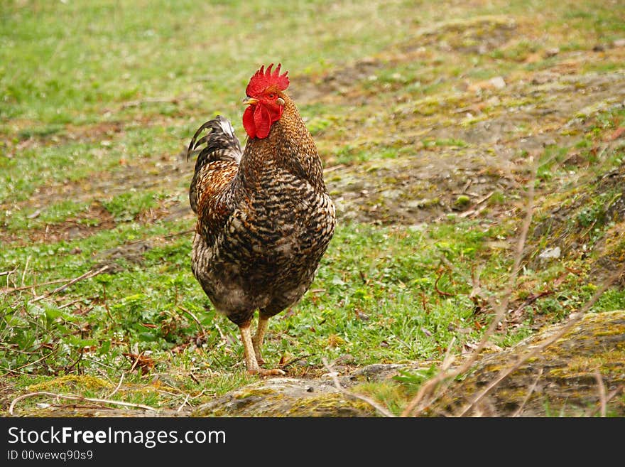 A colorful cock on green grass background