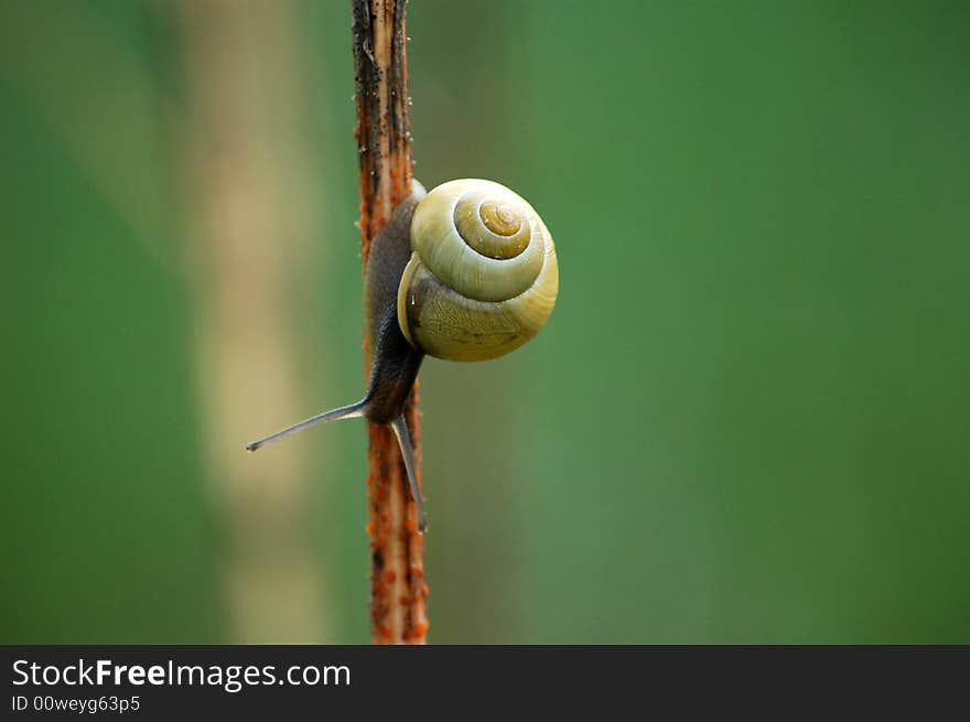 Snail with shell on a stem