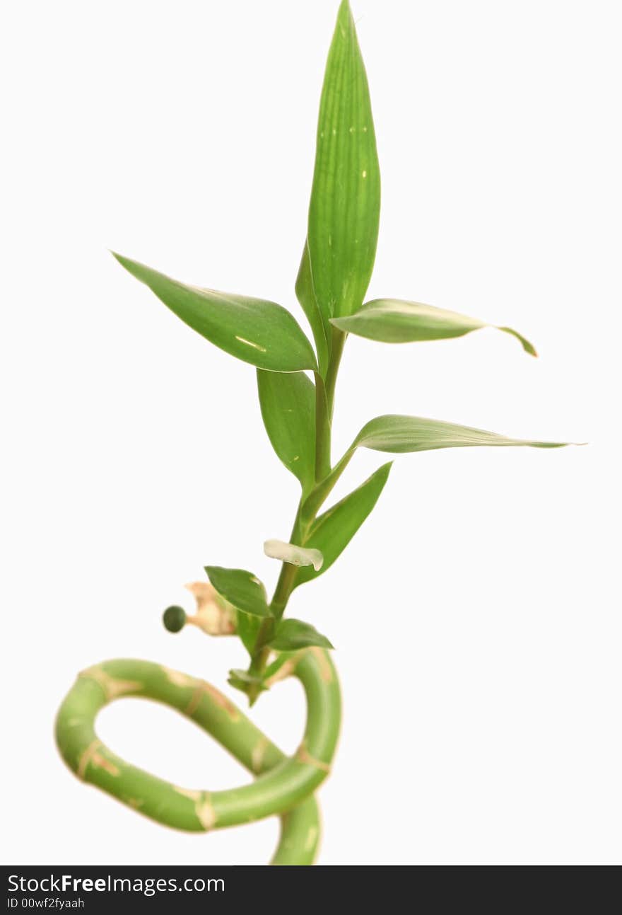 Green leaves of a bamboo on a white background