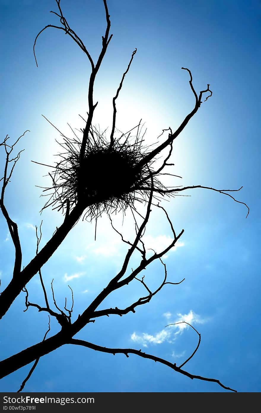 Sun shine on the nest that build on a dead tree. Sun shine on the nest that build on a dead tree