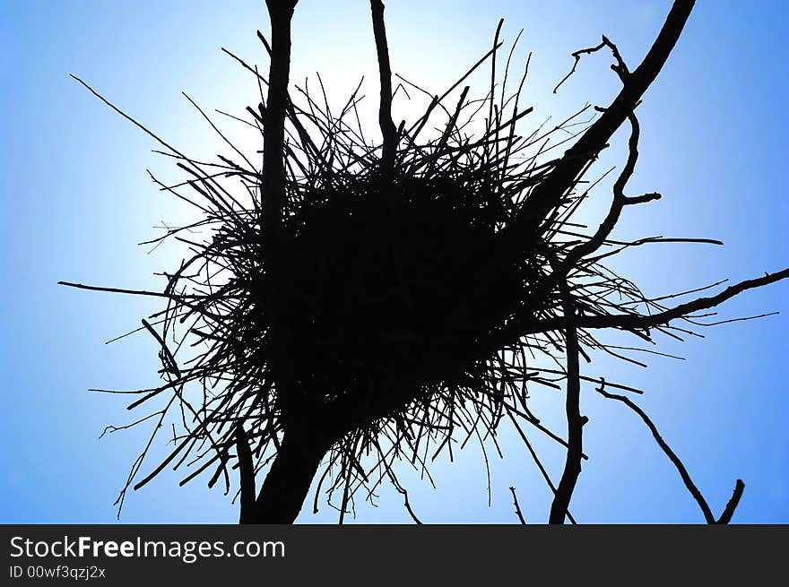 Sun shine on the nest that build on a dead tree. Sun shine on the nest that build on a dead tree