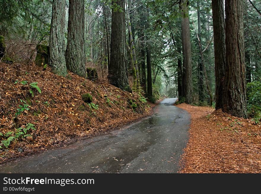 Road through the Redwoods