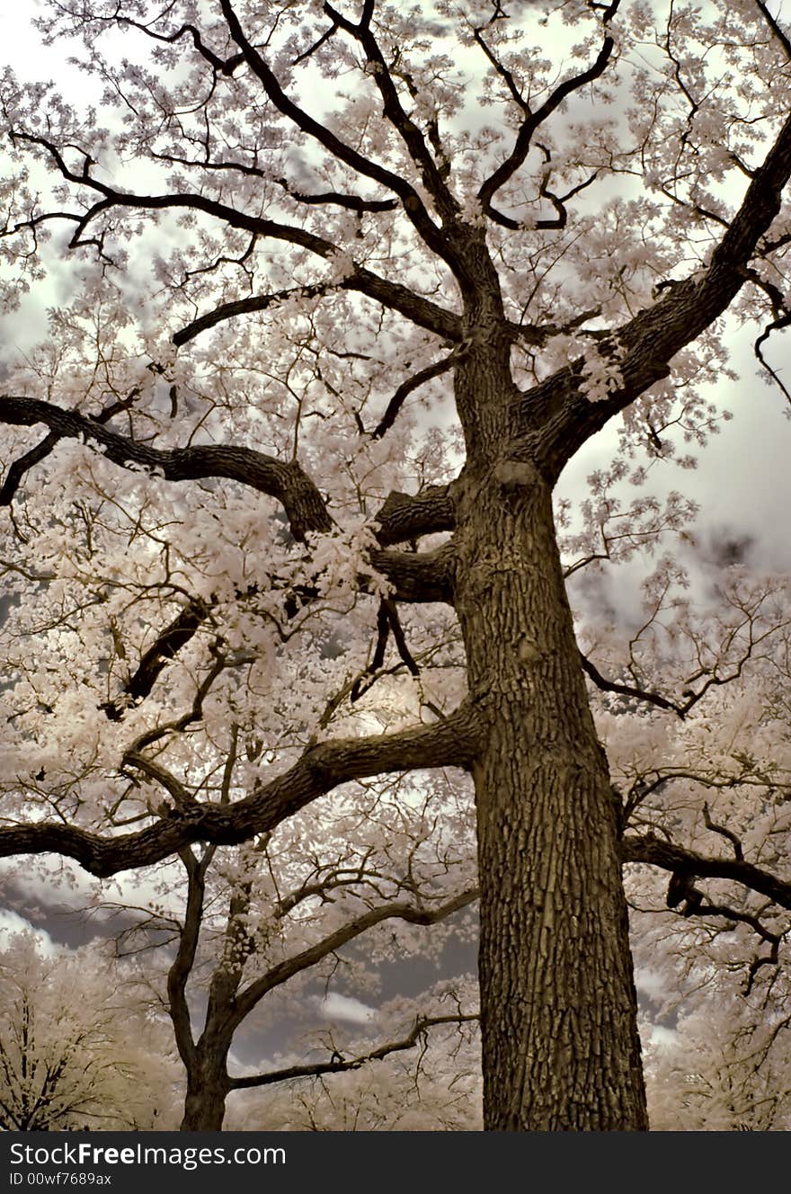 Big Tree in Infrared