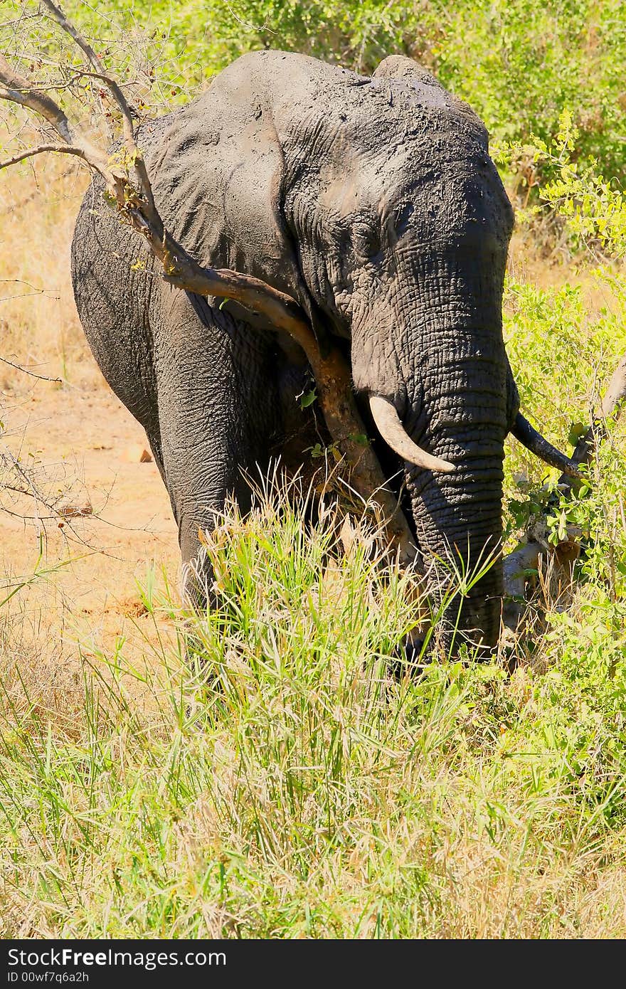 Elephant rubbing near lower sabie camp in the kruger national park south africa