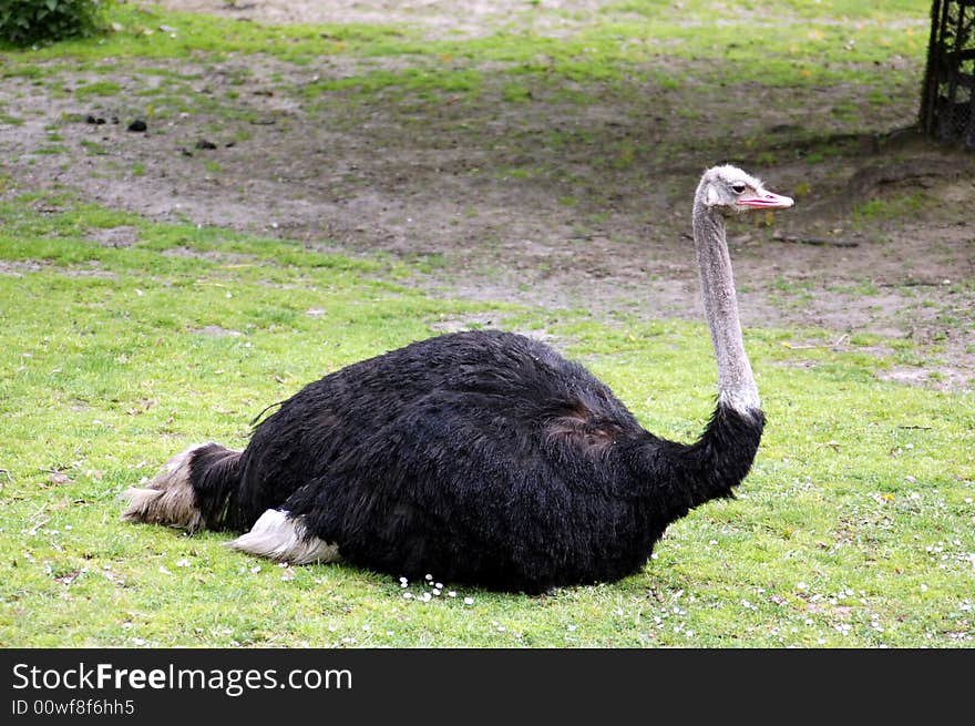 Big black ostrich lying on grass. Big black ostrich lying on grass