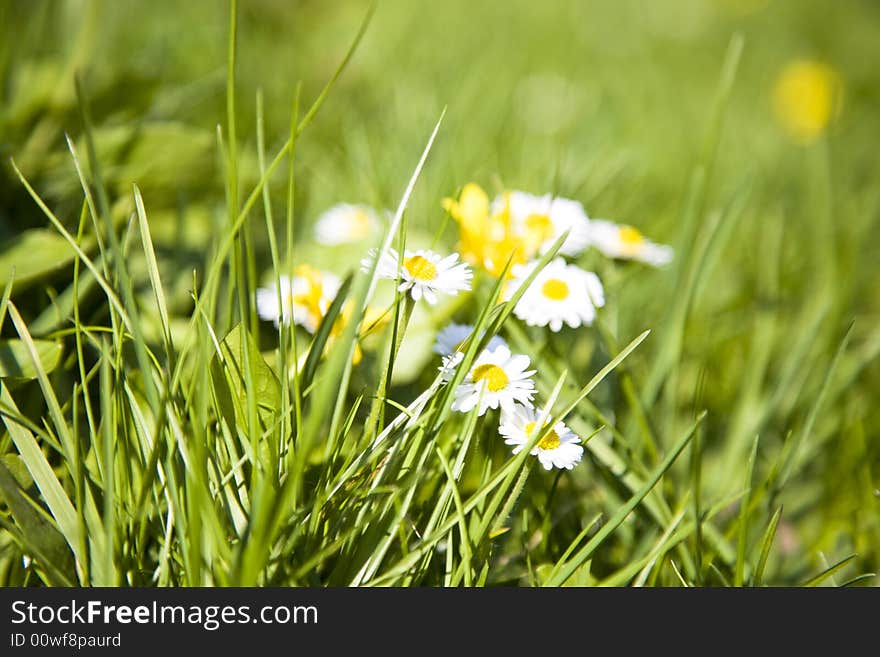 Spring Flowers And Fresh Green Grass