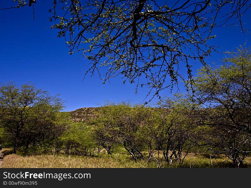 Landscape of Honolulu