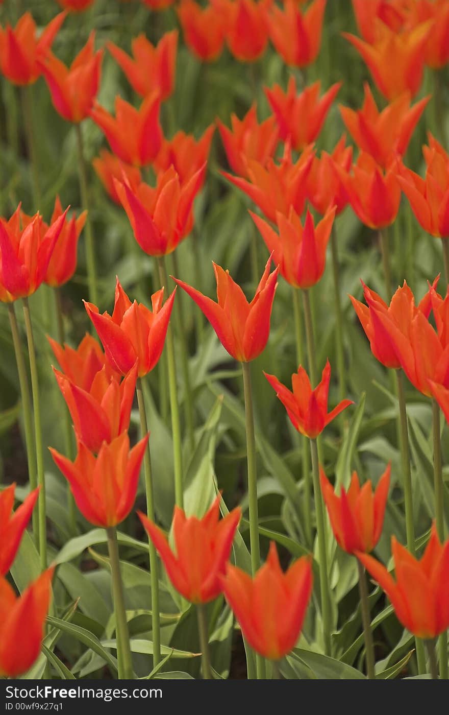 Field of tulips on exhibition in Keukenhof, Holland