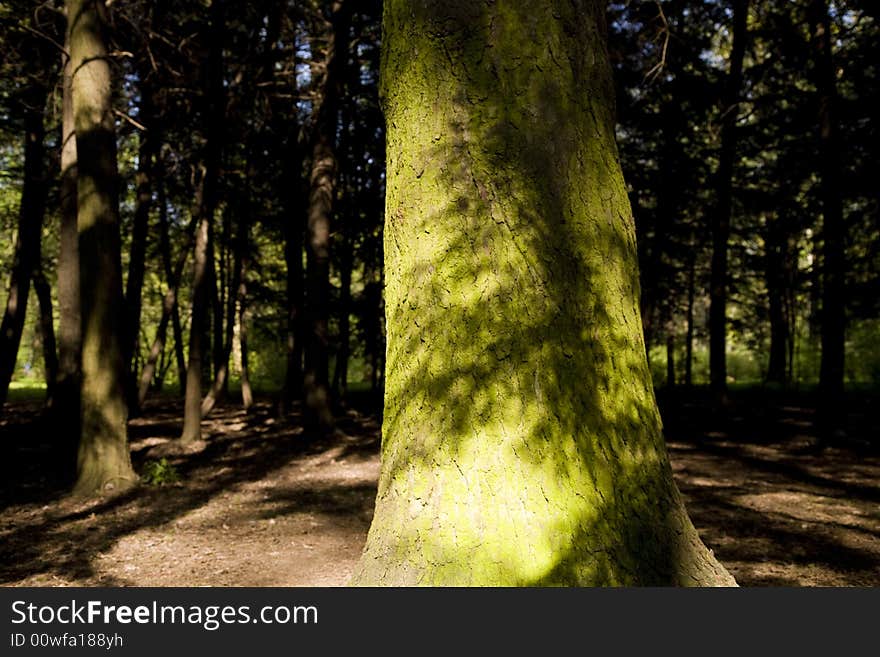 Old Sunny Forest. Spring Time.