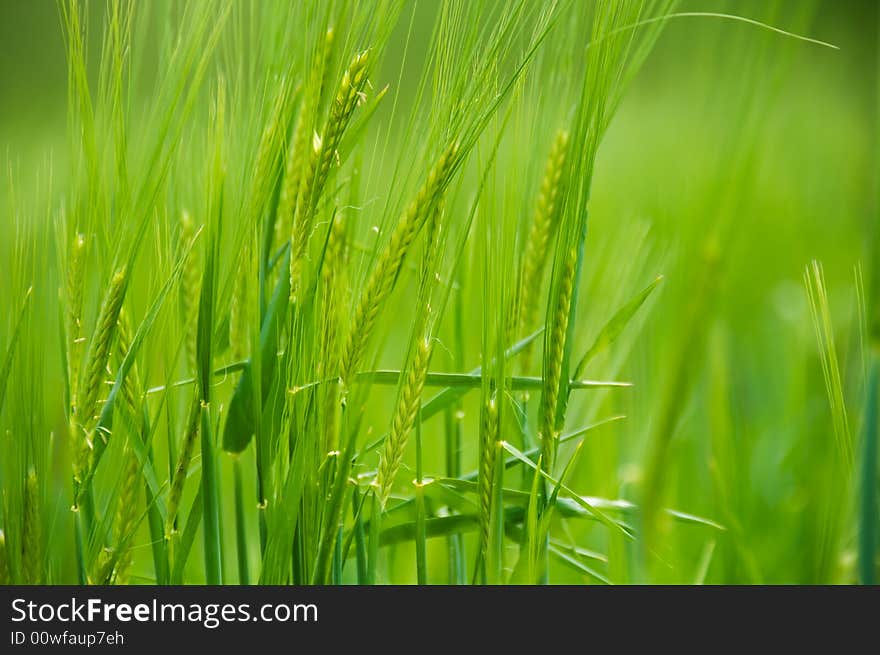 Wheat spikes on green land