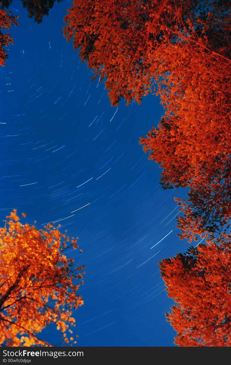 Starry sky in the night north forest. Photo. Starry sky in the night north forest. Photo.