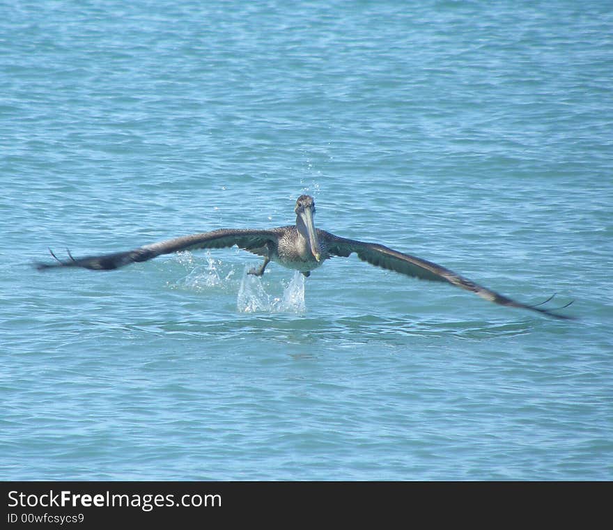Brown pelican taking off from the sea. Brown pelican taking off from the sea