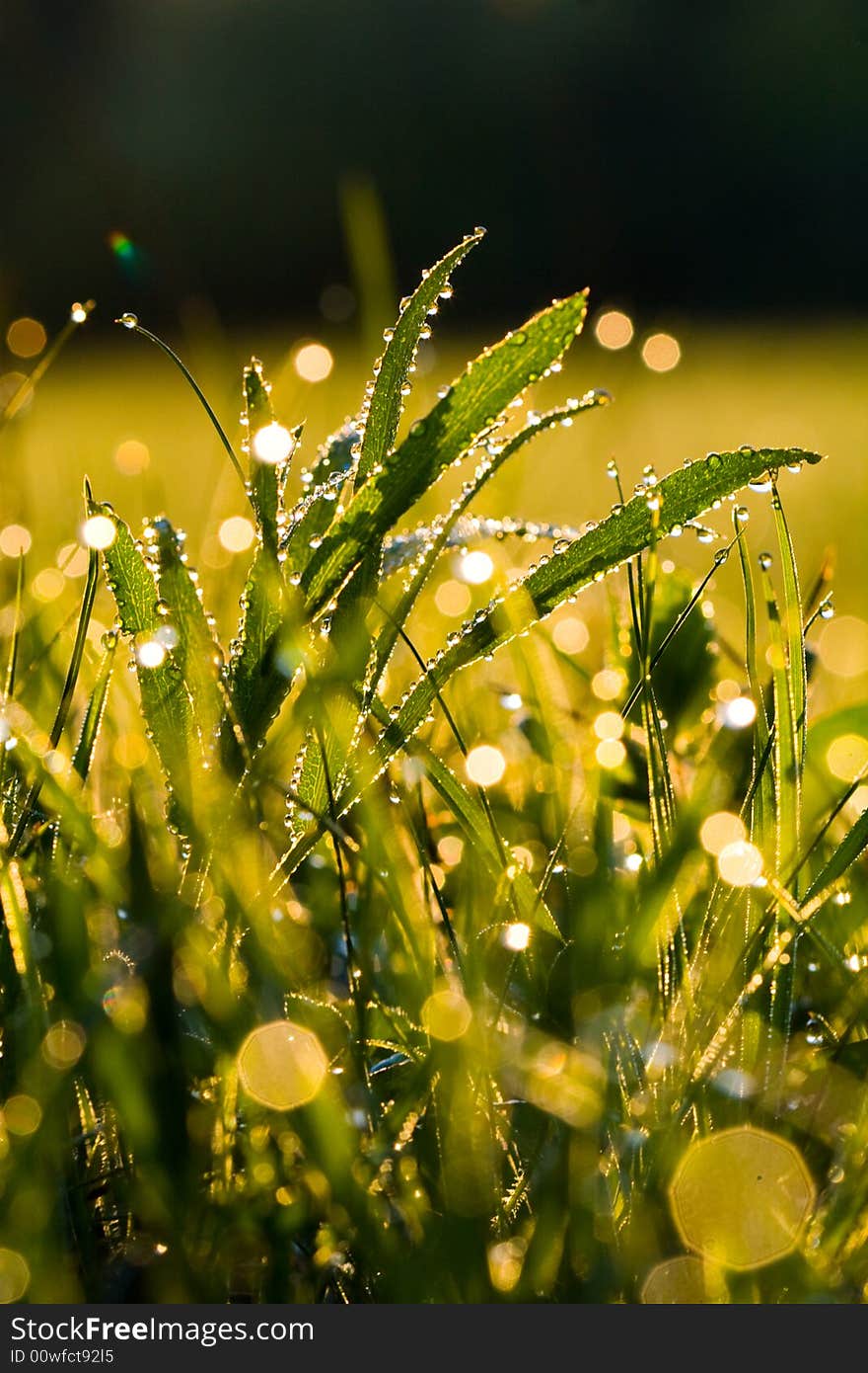 Green grass background with water droplets. Green grass background with water droplets