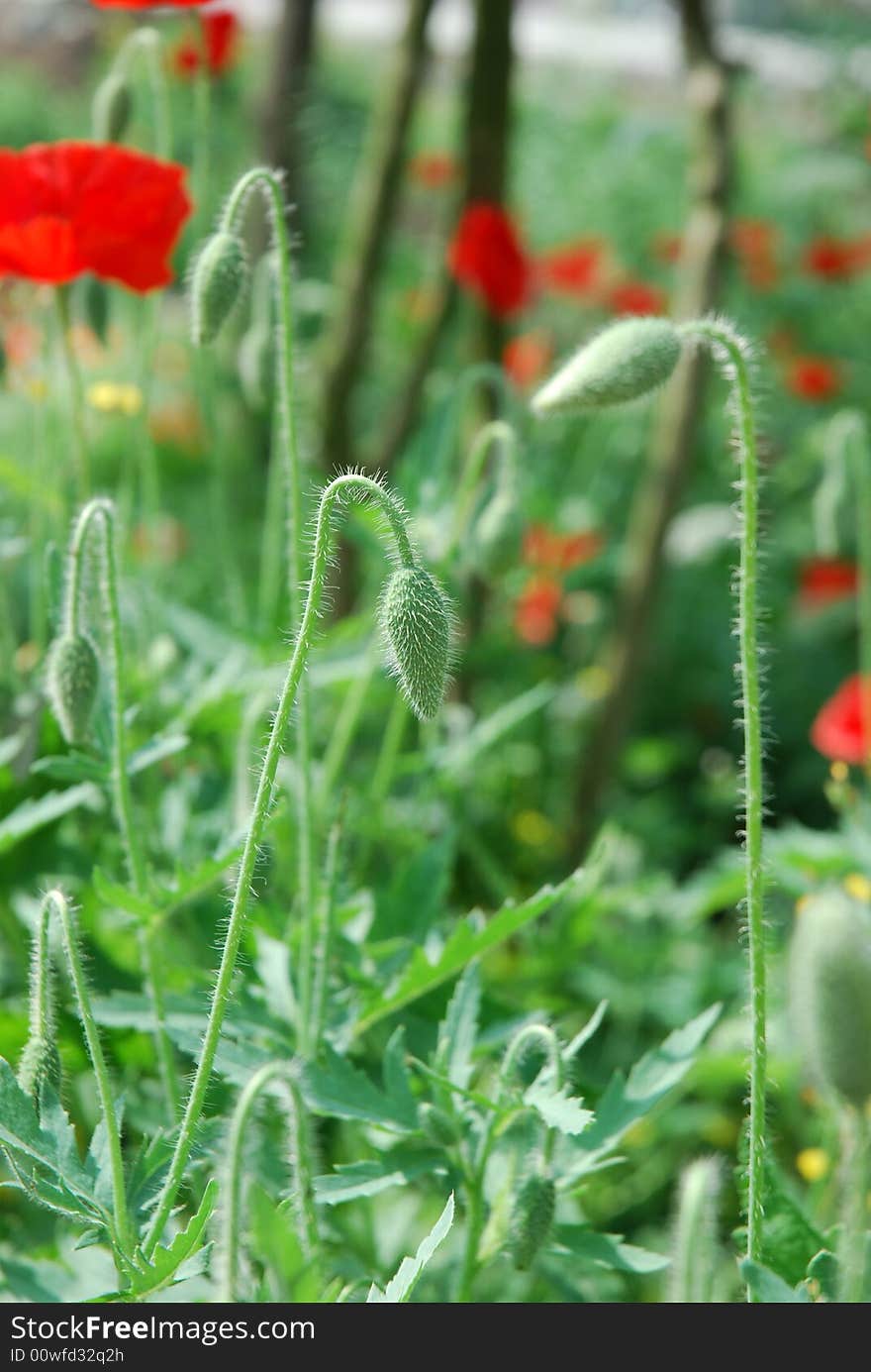 Poppy flower and buds