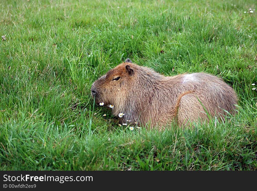 Capibara