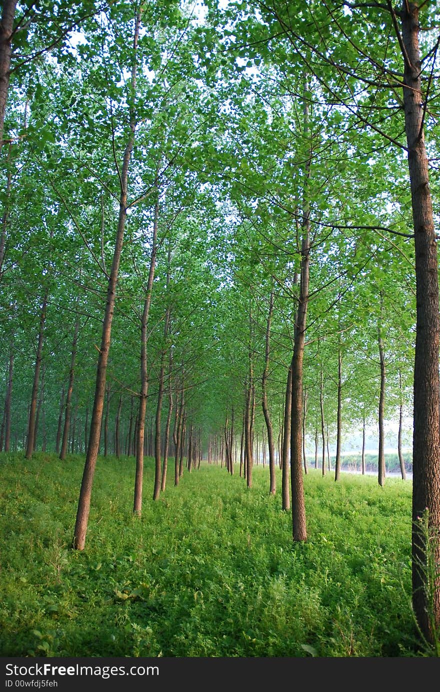 Fresh meadows and trees in early summer. Fresh meadows and trees in early summer