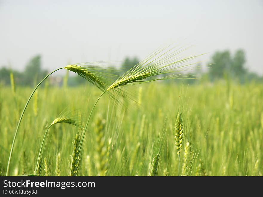 Two isolated wheat spikes in cornfield. Two isolated wheat spikes in cornfield