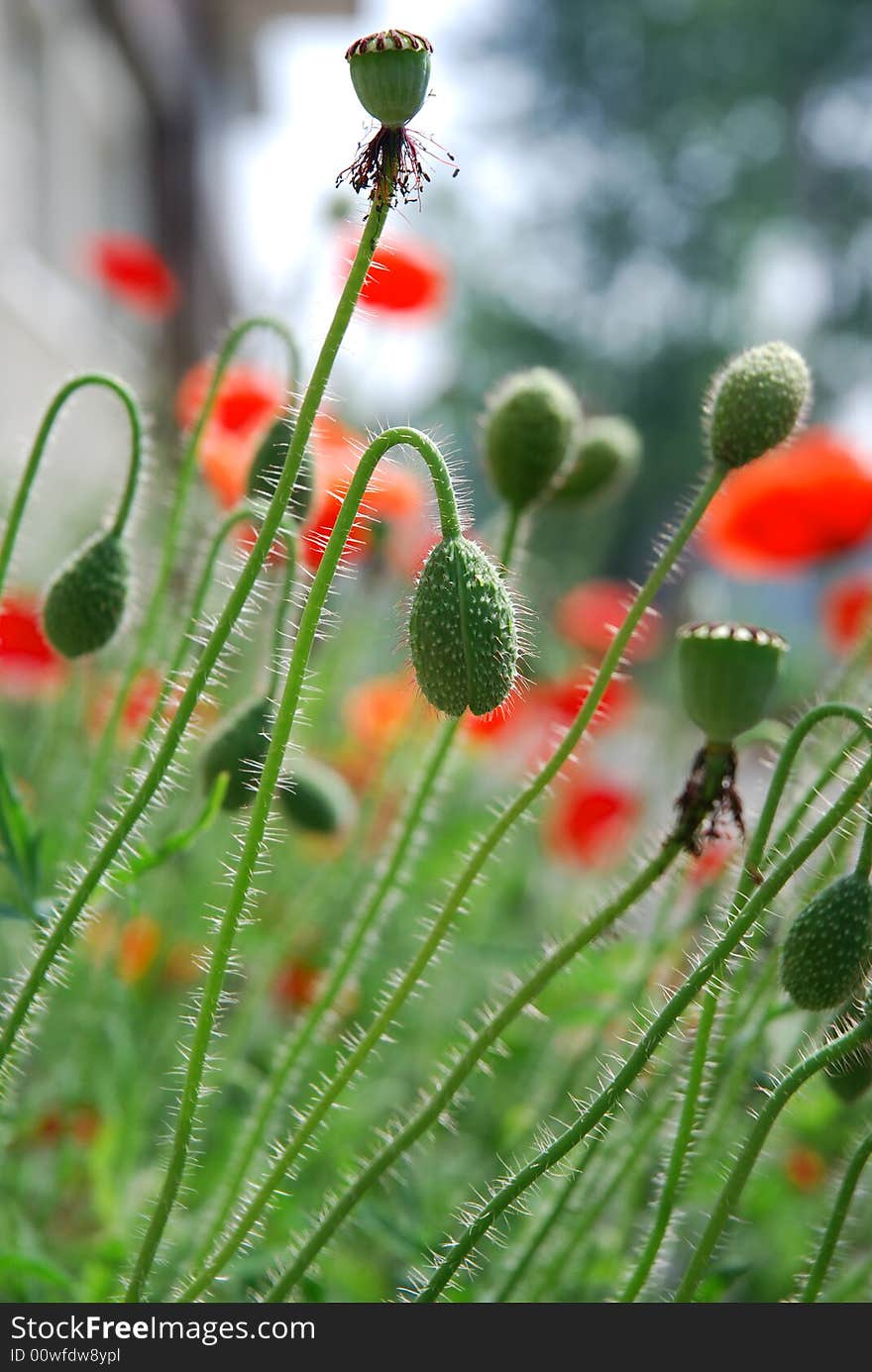 A bunch of poppy flowers and buds